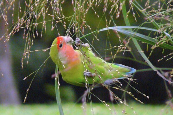 Mengapa Lovebird Mencabuti Bulunya Sendiri? Ini Penyebabnya