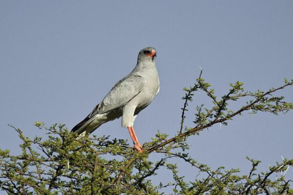 5 Fakta Menarik Pale Chanting Goshawk, Burung Predator dengan Keluarga Harmonis